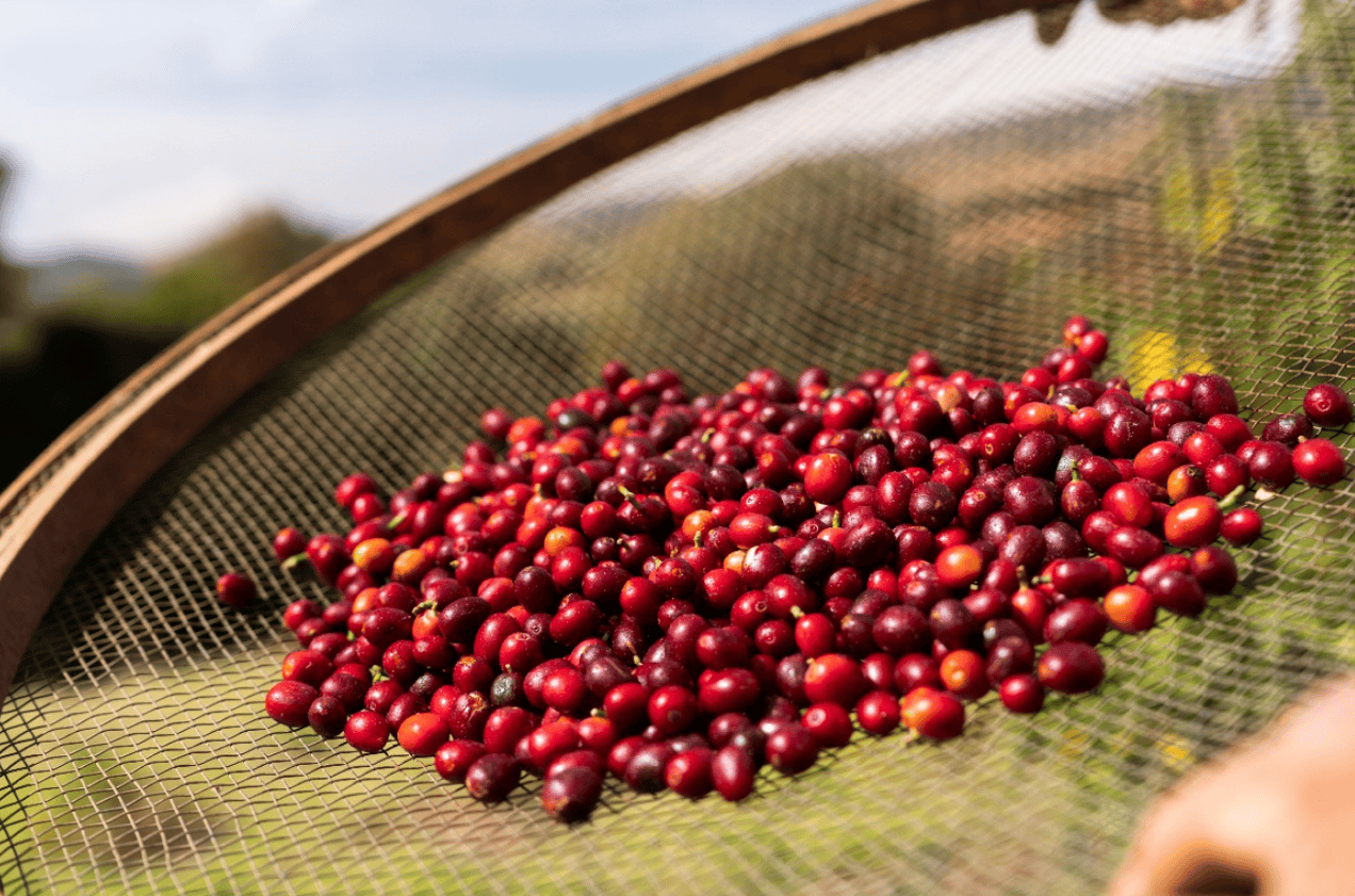 幸折射中国咖啡的全球版图电子pg进博会上的一杯瑞(图3) 幸折射中国咖啡的全球版图电子pg进博会上的一杯瑞(图3)
